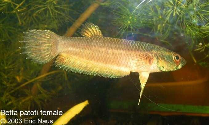 Look for pattern in the unpaired fins of Macrostoma to determine if the female is actually a female. The body color can look female but the fins will frequently give a subdominant male away.