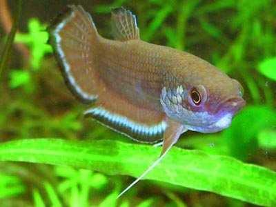 Enisae Enisae is one of the newer species from the Kapuas region and sports a brilliant blue band on the anal fin and tail like a majority of the