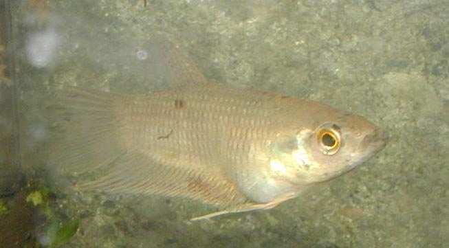 Sexing: Males have longer pelvic fins and a large anal extension. Males also have green golden iridescent cheeks.