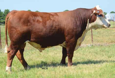 HEREFORD LOT 18 Sire of Lot 18 WLB LEGO 83T 90X LOT 19 18 DSB 303Z 90X LEGO 321B 12/14/2014 P43547630 321B WLB ELI 10H 83T WLB LEGO 83T 90X WLB 50S GLORIA 35U CL 1 DOMINO 0141 1ET DMR 7155 DOMINETTE