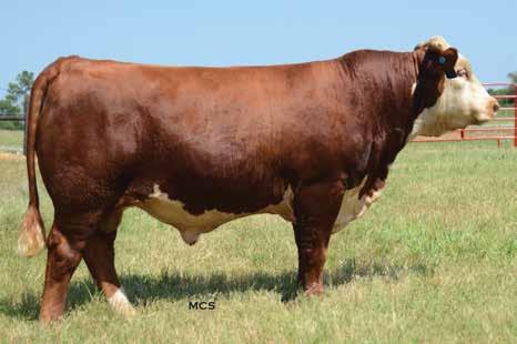 61 2.66 11.88-1.5 4.2 59 102 28 58-0.5 0.7 0.006 0.52-0.06 POLLED 12 11 8 26 The sire of Lot 18 and others, Lego, is in the top 2% for CE with his Canadian EPDs and also top 10% for YW EPD.