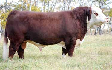 2 1.0 0.062 0.30 0.17 POLLED 20 18 17 23 The sire of Lots 29-37, Global, is another herd sire we selected from WLB in Canada.