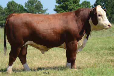 HEREFORD LOT 48 LOT 49 48 DSB 1116 27A POWERBALL 120C 1/15/2015 P43564784 120C WLB LEGO 83T 90X WLB WINCHESTER POWERBALL 27A WLB 503W ALICE ET 8401Y TH 122 71I VICTOR 719T NLC 719T MISS LASS 1116 LH