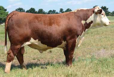 HEREFORD LOT 68 LOT 69 68 DSB 440W 0124 AUBIE 123C 1/17/2015 P43561882 123C CRR ABOUT TIME 743 RST TIMES A WASTIN 0124 RST MS 1000 BLAZER 2029 KCF BENNETT 3008 M326 SPARKS MISS ADA 440W ET HUTH