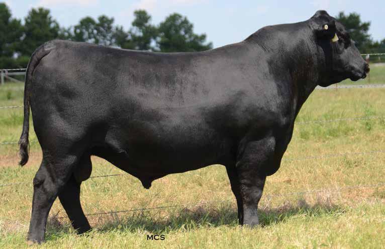 ANGUS LOT 1 1 DSB 2012 504 FOCUS 5121 1/13/2015 18106195 5121 MYTTY IN FOCUS B P F SPECIAL FOCUS 504 B P F BLACK CASH 341 LAGRAND WENDY 2012 LAGRAND WENDY 0013 S A F FOCUS OF E R MYTTY COUNTESS 906 J