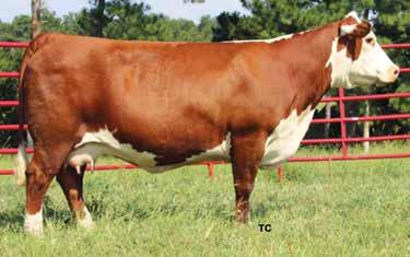 He ranks in the top 25% or better for 13 of the 15 reported traits. He blends individual performance with excellent EPDs, flawless phenotype and conservative markings.