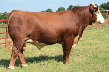HEREFORD LOT 11 LOT 12 11 DSB Y143 ROCKET 410C ET 1/17/2015 P43563516 410C CRR ABOUT TIME 743 RST TIMES A WASTIN 0124 RST MS 1000 BLAZER 2029 PW VICTOR BOOMER P606 GRNDVIEW CMR P606 HOLLY Y143ET STAR