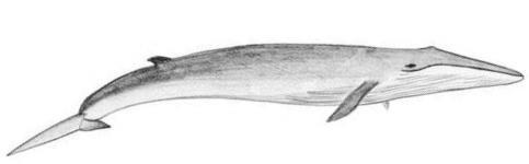 The Fin Whale (Balaenoptera physalus) and the CITES Periodic Review Working within CITES* for the protection and conservation of species in international trade Kingdom Phylum Class Order Family