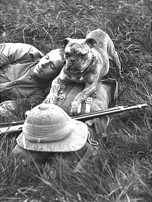 Dogs Dogs were some of the hardest and most trusted workers in World War One. The most popular dogs were medium-sized, like Doberman Pinschers and German Shepherds.