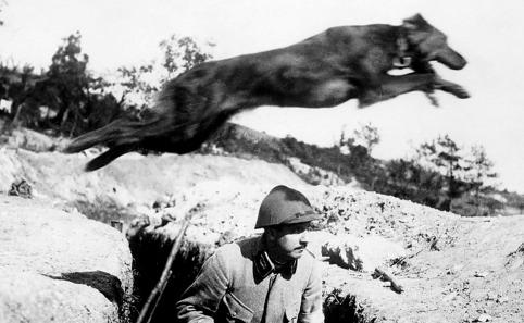 With a message tied to its collar, a dog jumps over a soldier in the trenches Most