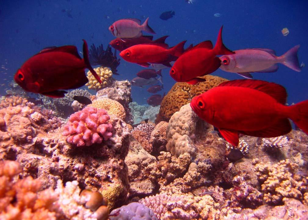10 Climate is a problem for the Great Barrier Reef. The air is getting hotter. Hotter air makes the water hotter.