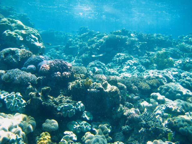 11 People that dive in the Reef are seeing changes. The coral has less color. Coral is starting to disappear.