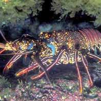 Settlement habitat and seasonal relative abundance of spiny lobster Panulirus sp.