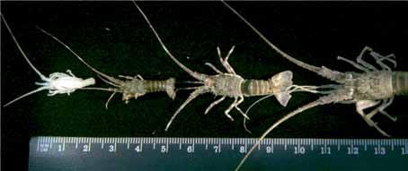 ( a ) ( b ) ( c ) ( d ) Figure 2. Different larval stages of the spiny lobster: a) Puerulus, b) Post-puerulus, c) Juvenil, d) Philosoma. meso- and macrozooplankton. Two approaches were used.