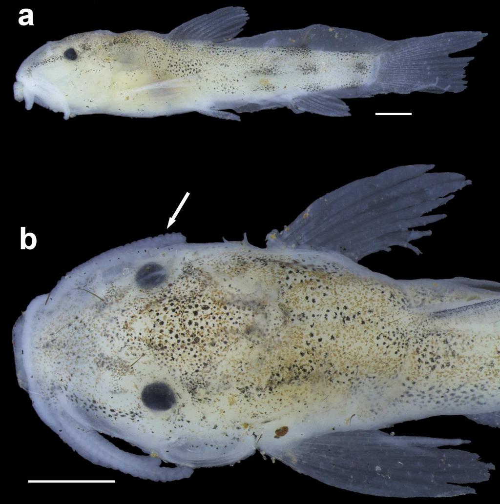 Fig 10. Juvenile paratype of Aspidoras mephisto, LESCI 333, 19.