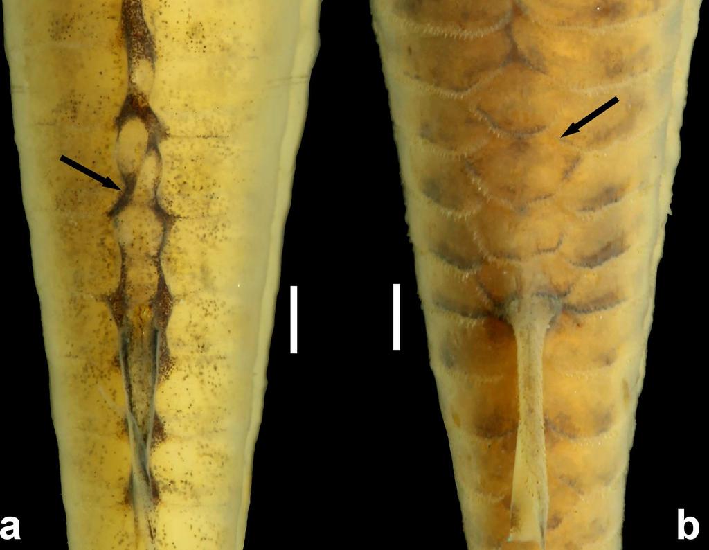 Fig 13. Preadipose azygous plates (arrows) of (a), Aspidoras mephisto, holotype, MNRJ 48268, 45.6 mm SL, and (b) Aspidoras fuscoguttatus, DZSJRP 14959, 35.