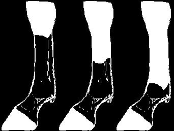 3. 4. 5. Identify the leg markings on these images.  3. 4. 5. 6.