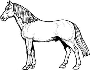 Florida 4-H defines three sizes of equines in their horse program.
