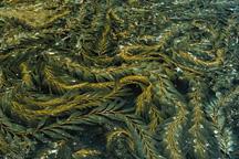 Kelp harvesting -