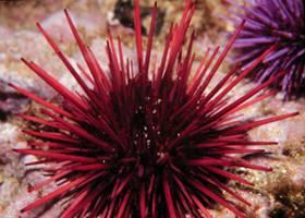 Enhanced Recruitment Within Reserves Reserves protect urchins Abalone recruit to urchins Three sites in and out of reserves mean