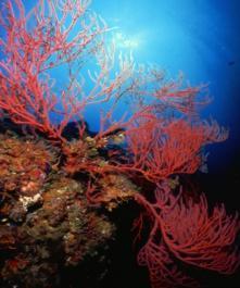 CA Marine Life Protection Act Goals 1.