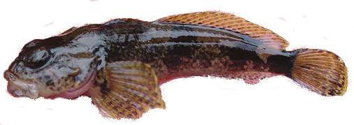 Designed to be fished on the river bottom, the fly can be either dead-drifted or slowly stripped to imitate a sculpin.