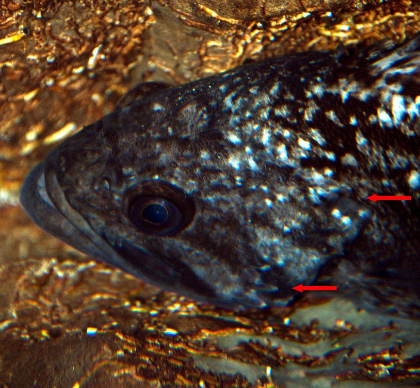 Results and discussion The collected specimen was measured and identified as a dogtooth grouper Epinephelus caninus (Valenciennes, 1834) (Figure 1).