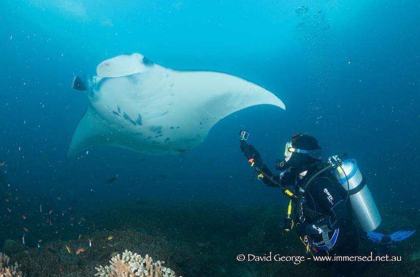 The last two days we spend at Misool, Raja Ampat, amongst the famous colourful soft corals and mushroom rocks, but one word summed up our visit there MANTA!