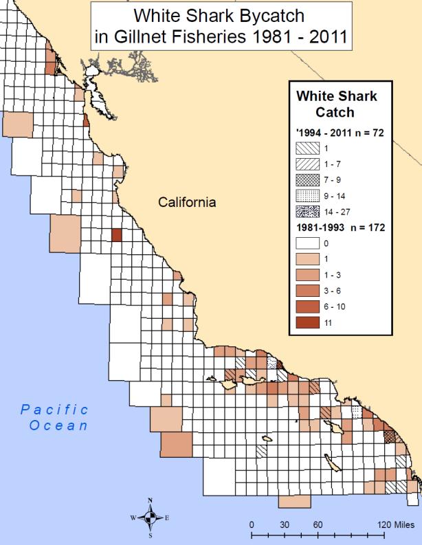 Prior to the mid-1990s, most reported catches occurred in the coastal set net and largemesh drift net fishery.