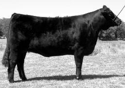 The progeny of MAGS Scotland have been some of the most appreciated in the sale ring and breeding pasture.