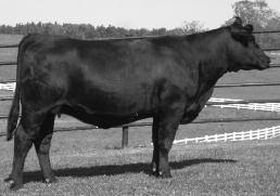 The influence of this great fullblood female is a familiar member of some of the best lines at Pinegar Limousin. She will calve soon after the sale to Wulf s Nasa.