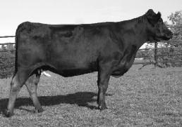 CAT DHAN 152G GPFF AMBER JO WULF'S COUNT DOWN 9251C CANE RIDGE DAPHNE 011D CANE RIDGE POLLED WYATT JCL MOLLY Pinegar Limousin AUTO Black Taffy 223T is one of the great pedigrees in the country.