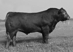Fisher Limousin Fisher Limousin Consignments The Fisher females are all purebred and polled females from diverse genetic sources.