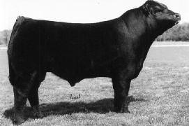 Fisher Limousin Fisher Limousin 101 PUREBRED FEMALE DOUBLE POLLED DOUBLE BLACK BW: 60 ADJ WW: 621 03/15/2009 FNGC94W NPF1965546 2 3.