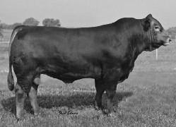 Page 10 COW/CALF PAIRS EAFF POLLED HUMMER SIRE OF LOT 15A 16 SOGF SPECIAL K 247B SOGF LONESOME DOVE 832W GALILEO LNRL LEADING LADY 296H OAKLEYS JONQUIL Chisholm Trail Farm VICTORIA POST 54M