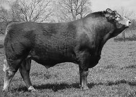 BRED FEMALES Page 15 EAFF MS AMBROSIA 261J DAM OF LOTS 35, 36, 37 These three daughters of the great EAFF Ms.