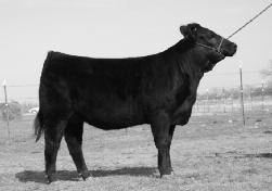 The Nadine family has produced many good ones including CFSV Polled Majesty 312S, the sire of the Grand Champion Fullblood Bull and Reserve Grand Champion Female for Windy Gables at the 2008 Canadian