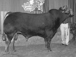 Page 22 OPEN FEMALES 60 End of the Trail Limousin KELO NU-2-U SISSY 0514/08 KELO 817U PUREBRED FEMALE DOUBLE POLLED DOUBLE BLACK ANDERS JAG KELO NU-2-U AUTO KLARISSA 262G EXLR POLLED BENCHMARK709G