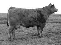 A 5 3.2 52 90 28 1 0.2 N/A N/A 0 0.40-0.20-0.07 45 Selling 1/2 interest and full possession SVL Polled Impact 516U is a young homozygous polled herd sire prospect in one impressive package.