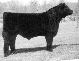 05 41 KTHL Natty 303N and her Lim-Flex baby are a tremendous pair from the Kendall Harsh program. The sire of the baby, EXLR Right of Way, was the former National Western Grand Champion Lim-Flex bull.