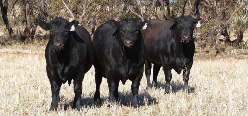 Introduction The Angus Society of Australia is a member based organisation focused on supporting the genetic improvement of Angus and Angus-influenced cattle and beef.