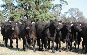These Angus breeders are responsible for over 40% of animals registered in Australian pedigree beef herds.