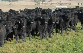 A major service offered by the Angus Society of Australia is the generation of export pedigree certificates for Angus breeding cattle for markets such as China, Russia and Kazakhstan.