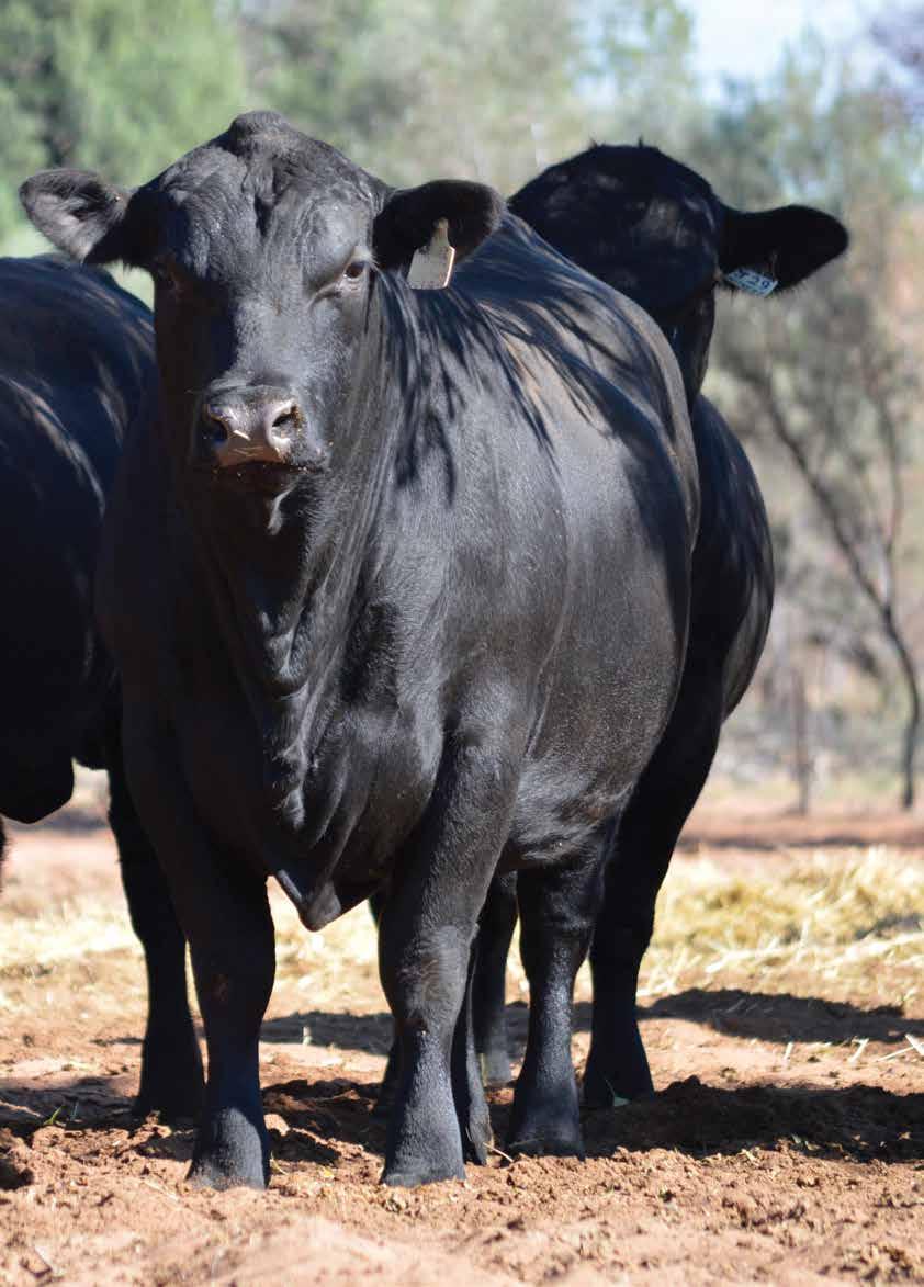 Genetic Condition Status Export certificates will include a notation if a Category 1 bull is a known DNA tested carrier of a recognised deleterious genetic condition, as listed in the Angus Society