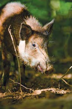 Feral Hogs Feral hogs destroy habitat, eat wildlife, compete with native animals for food, degrade water quality, and spread diseases to people, pets, and livestock.