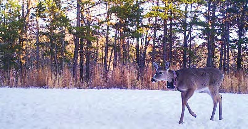 Hunters May See Collared Deer GENERAL INFORMATION Hunters in the Ozarks, northwestern Missouri, and southeastern Missouri may see deer wearing GPS collars during hunting season.