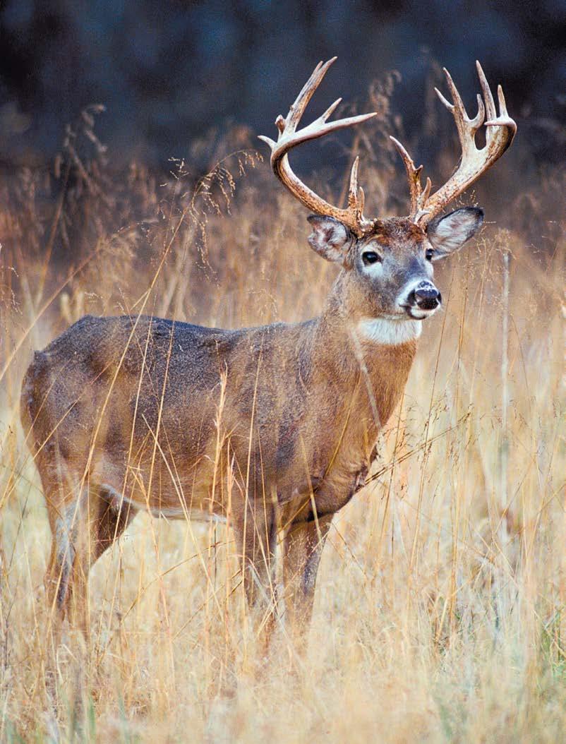JIM RATHERT Things to Remember After the Harvest New! If you harvest a deer from the CWD Management Zone during Nov.