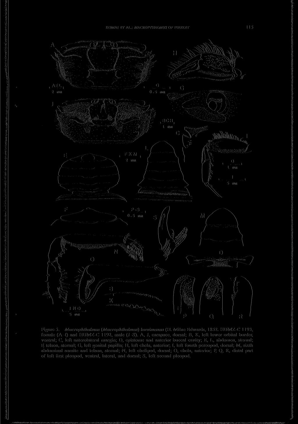 KOMAI ET AL.: MACROPTHALMUS OF PHUKET 115 Figure 5. Macrophthalmus (Macrophthalmus) laevimanus (H. Milne Edwards, 1852. HUMZ-C 1193, female (A-I) and HUMZ-C 1192, male (J-S).