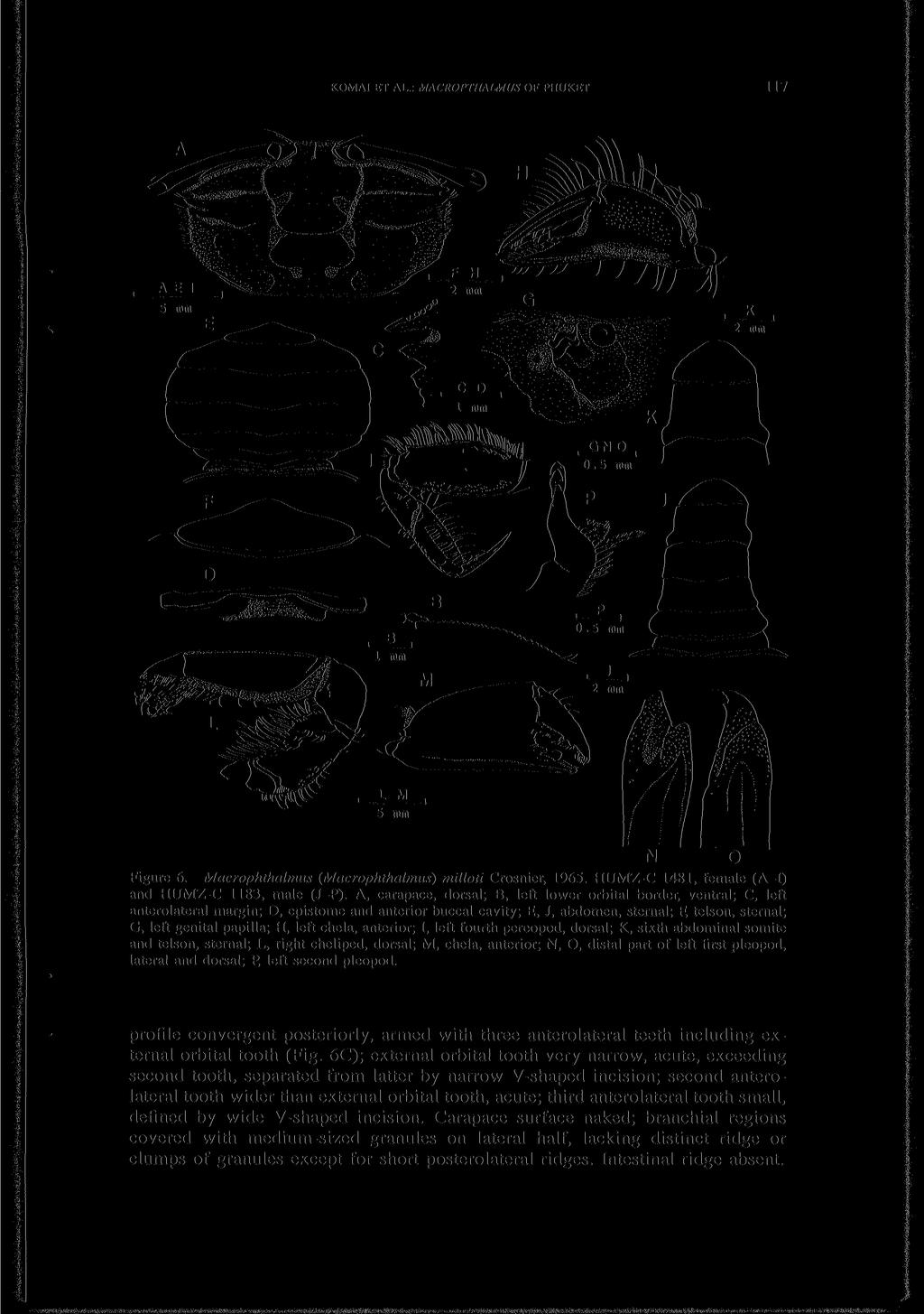 KOMAI ET AL.: MACROPTHALMUS OF PHUKET 117 Figure 6. Macrophthalmus (Macrophthalmus) milloti Crosnier, 1965. HUMZ-C 1481, female (A-I) and HUMZ-C 1183, male (J-P).