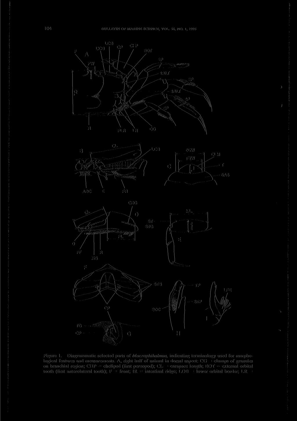 104 BULLETIN OF MARINE SCIENCE, VOL. 56, NO. 1, 1995 CRG Figure 1. Diagrammatic selected parts of Macrophthalmus, indicating terminology used for morphological features and measurements.
